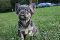 Bon Bon, a female French Bulldog for sale in Omaha, NE – 4 of 5