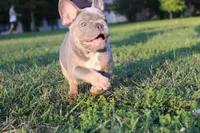 Lolly, a female French Bulldog for sale in Omaha, NE – 6 of 6
