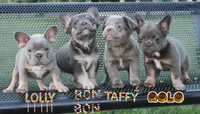 Rolo, a male French Bulldog for sale in Omaha, NE – 2 of 5