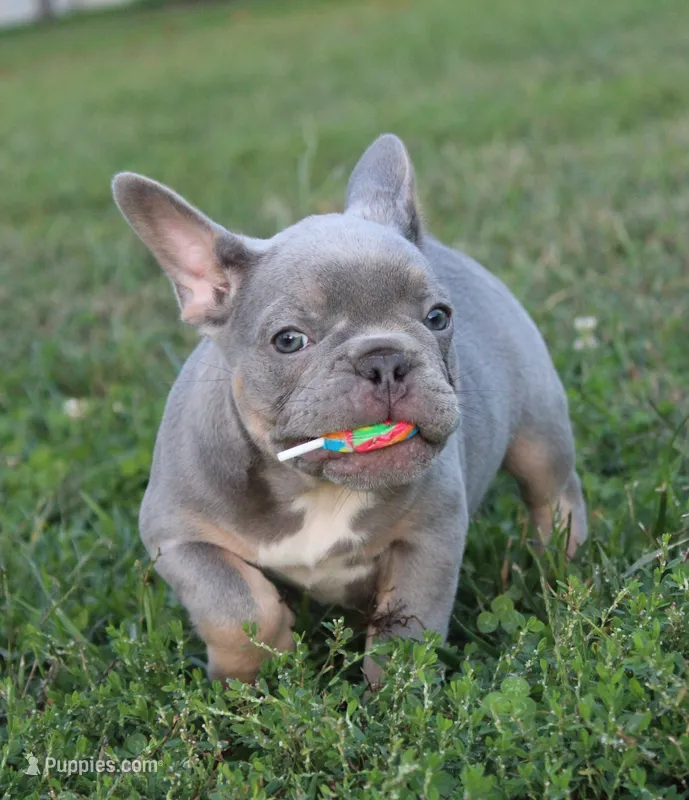 Lolly – French Bulldog puppy for sale in Omaha, NE