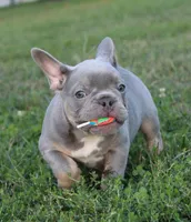 Lolly, a female French Bulldog for sale in Omaha, NE – 1 of 6