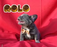Rolo, a male French Bulldog for sale in Omaha, NE – 1 of 5