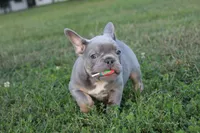Lolly, a female French Bulldog for sale in Omaha, NE – 4 of 6