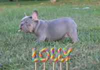 Lolly, a female French Bulldog for sale in Omaha, NE – 5 of 6