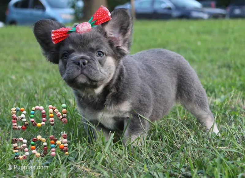 Bon Bon – French Bulldog puppy for sale in Omaha, NE