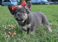 Bon Bon, a female French Bulldog for sale in Omaha, NE – 1 of 5