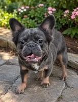 Rolo, a male French Bulldog for sale in Omaha, NE – 3 of 5