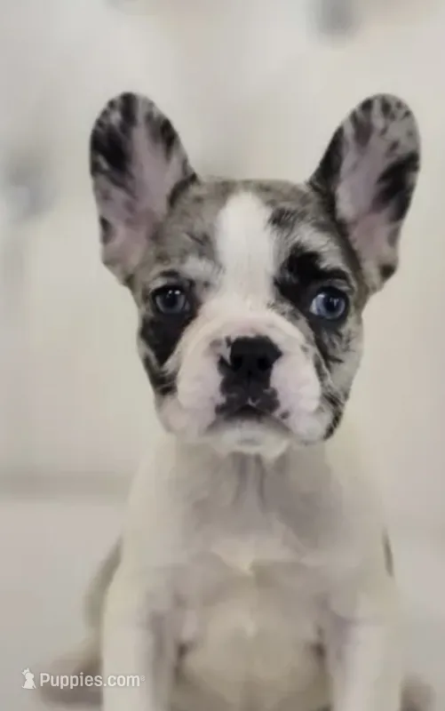 Coco – French Bulldog puppy for sale in Grapevine, TX