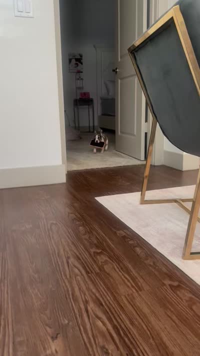 Coco, a female French Bulldog for sale in Grapevine, TX – 3 of 4