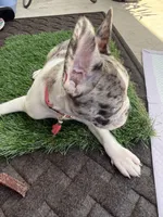 Coco, a female French Bulldog for sale in Grapevine, TX – 2 of 4