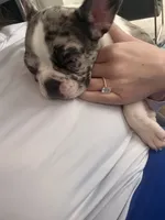 Coco, a female French Bulldog for sale in Grapevine, TX – 4 of 4
