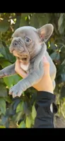 Puppy, a male French Bulldog for sale in Fresno, CA – 1 of 4