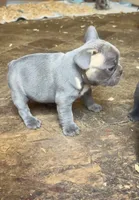 Puppy, a male French Bulldog for sale in Fresno, CA – 4 of 4