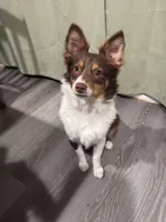 Steve, a male Miniature Australian Shepherd for sale in Ontario, CA – Photo 8 of 8