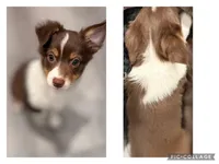 Steve, a male Miniature Australian Shepherd for sale in Ontario, CA – Photo 2 of 8