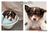 Steve, a male Miniature Australian Shepherd for sale in Ontario, CA – Photo 1 of 8