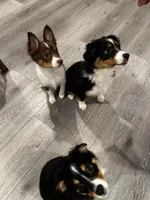 Steve, a male Miniature Australian Shepherd for sale in Ontario, CA – Photo 4 of 8