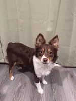 Steve, a male Miniature Australian Shepherd for sale in Ontario, CA – Photo 6 of 8