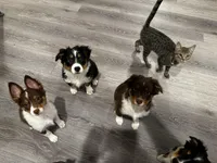 Steve, a male Miniature Australian Shepherd for sale in Ontario, CA – Photo 5 of 8