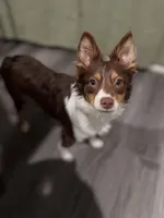 Steve, a male Miniature Australian Shepherd for sale in Ontario, CA – Photo 7 of 8