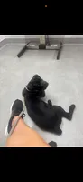 Emmy, a female Cane Corso for sale in Mabank, TX – 1 of 2