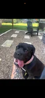 Emmy, a female Cane Corso for sale in Mabank, TX – 2 of 2