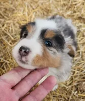 processed/326e3359-5522-48e2-a0b4-4ec1365465a3/listing/098f3d98-29ac-4444-991e-662e0f734329/009b1ccc-025c-429e-aec0-747d55e93af0