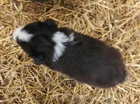 processed/326e3359-5522-48e2-a0b4-4ec1365465a3/listing/76c90d1d-1a04-4ad7-b41c-5352dc7136de/b9c0f5f0-0cf8-48dc-bd5d-22098f5965d8