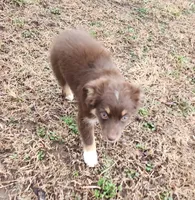Violet, a female Miniature American Shepherd for sale in Cherryvale, KS – Photo 4 of 7