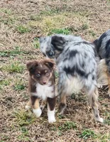 Violet, a female Miniature American Shepherd for sale in Cherryvale, KS – Photo 6 of 7