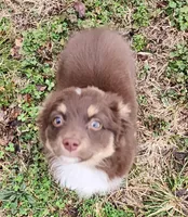 Violet, a female Miniature American Shepherd for sale in Cherryvale, KS – Photo 2 of 7