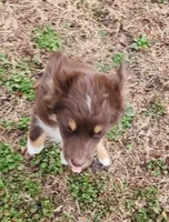 Violet, a female Miniature American Shepherd for sale in Cherryvale, KS – Photo 3 of 7