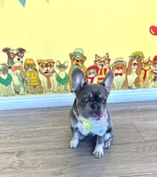 Ivy Lou, a female French Bulldog for sale in Los Angeles, CA – Photo 2 of 2