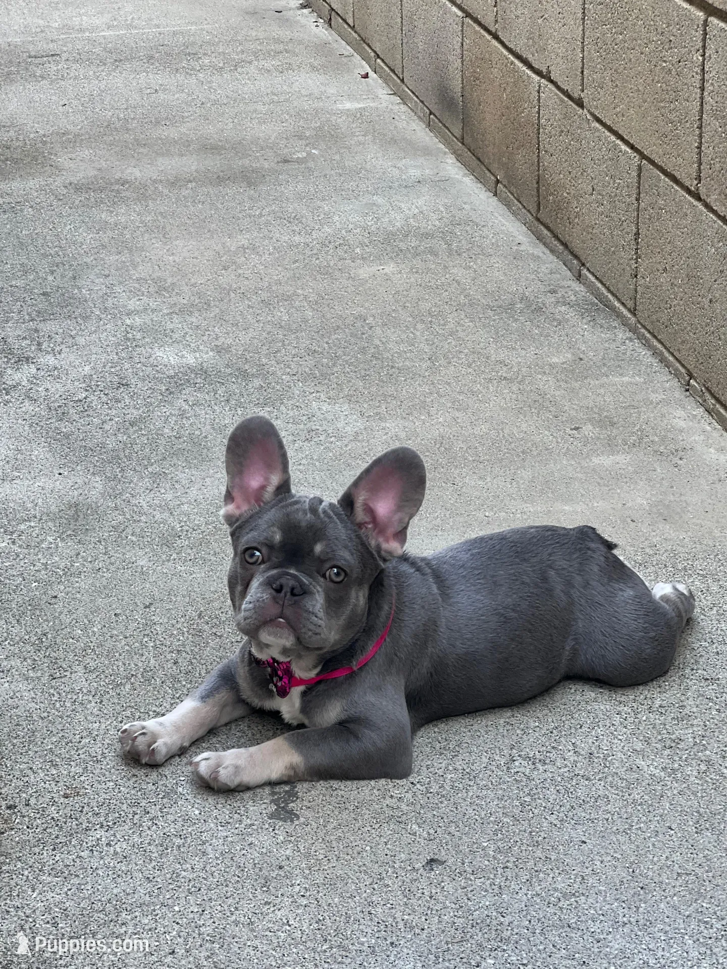 Ivy Lou – French Bulldog puppy for sale in Los Angeles, CA