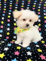 Bingo, a male Maltese for sale in Miami, FL – 2 of 7