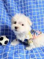 Marco, a male Maltese for sale in Miami, FL – 4 of 6