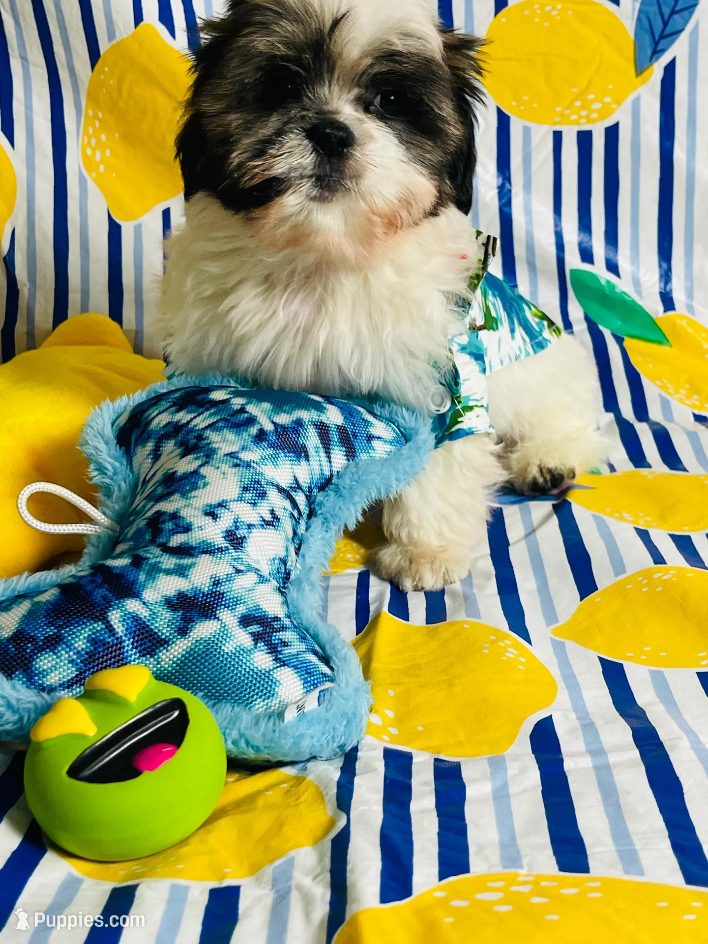 Ricky, a male Shih Tzu for sale in Miami, FL – Photo 4 of 8