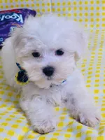 Beily, a male Maltese for sale in Miami, FL – Photo 5 of 9