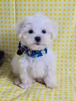 Beily, a male Maltese for sale in Miami, FL – Photo 6 of 9
