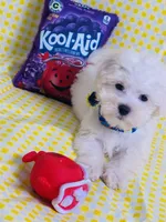 Beily, a male Maltese for sale in Miami, FL – Photo 8 of 9