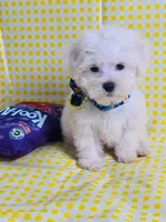 Beily, a male Maltese for sale in Miami, FL – Photo 4 of 9