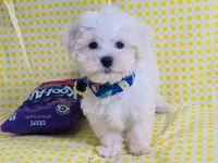 Beily, a male Maltese for sale in Miami, FL – Photo 3 of 9