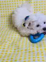 Beily, a male Maltese for sale in Miami, FL – Photo 7 of 9