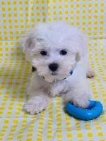 Beily, a male Maltese for sale in Miami, FL – Photo 2 of 9