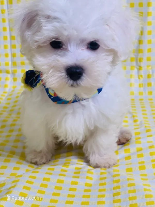 Beily – Maltese puppy for sale in Miami, FL
