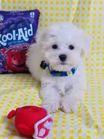 Beily, a male Maltese for sale in Miami, FL – Photo 9 of 9