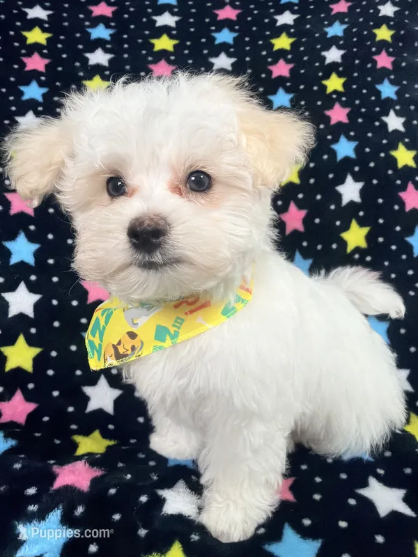 Bingo – Maltese puppy for sale in Miami, FL
