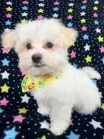 Bingo, a male Maltese for sale in Miami, FL – 1 of 7
