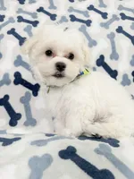 Murphy, a male Maltese for sale in Miami, FL – 7 of 7