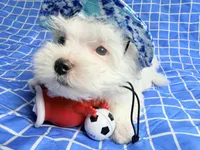 Polo, a male Maltese for sale in Miami, FL – 3 of 4